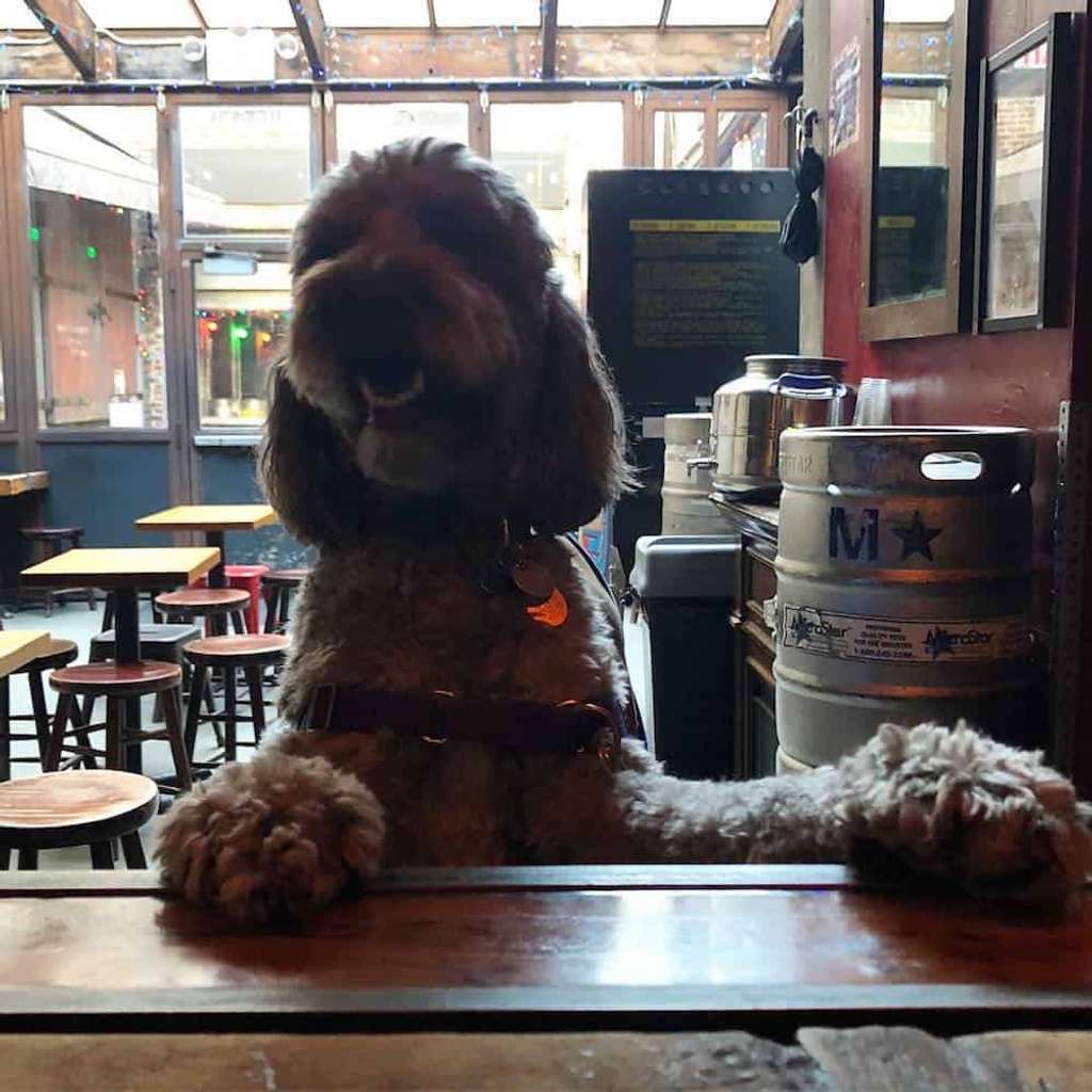 When you want to stay out after happy hour, but you have a dog