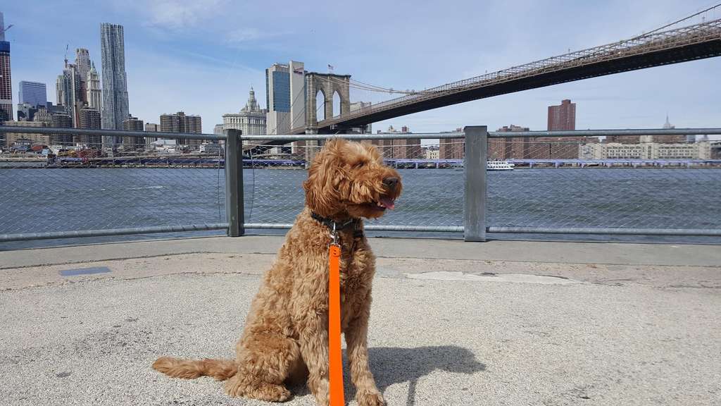 Fun places for your Golden Doodle to visit & play